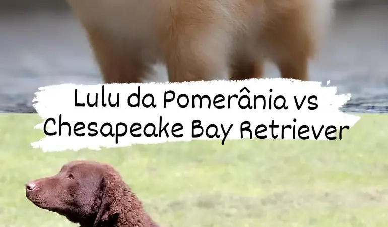 dois cães em um gramado, sendo um da raça lulu da pomerânia e outro Chesapeake Bay Retriever.
