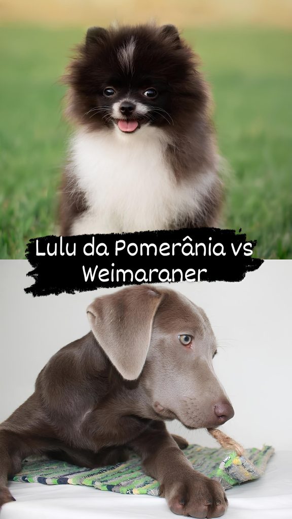 Dois cães, sendo um da raça lulu da pomerânia filhote que esta sentado em um gramado e outro também filhote da raça Weimaraner.