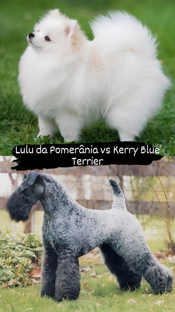 Dois cães, sendo um da raça lulu da pomerânia e outro Kerry Blue Terrier.