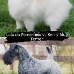 dois cães, sendo um da raça lulu da pomerânia e outro kerry blue terrier.