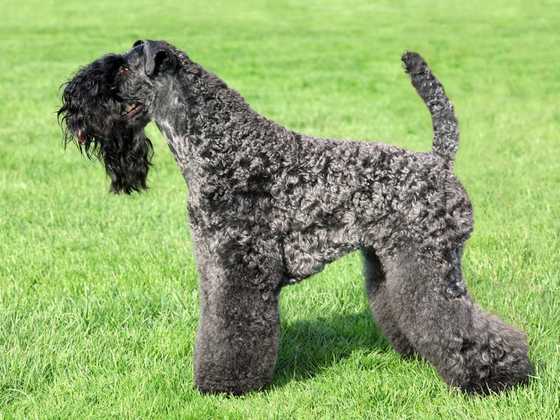 um cão da raça Kerry Blue Terrier na pelagem preta em um gramado.