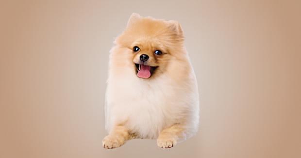 um cão da raça lulu da pomerânia.