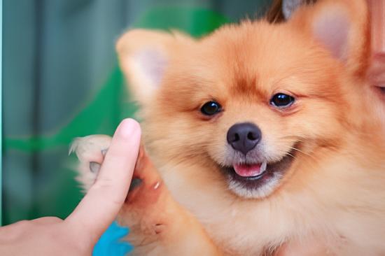 um cão da raça lulu a pomerânia dando a patinha para uma pessoa.