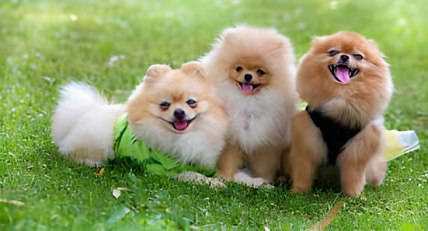 três cães da raça lulu da pomerânia sentados em um gramado com roupinhas.