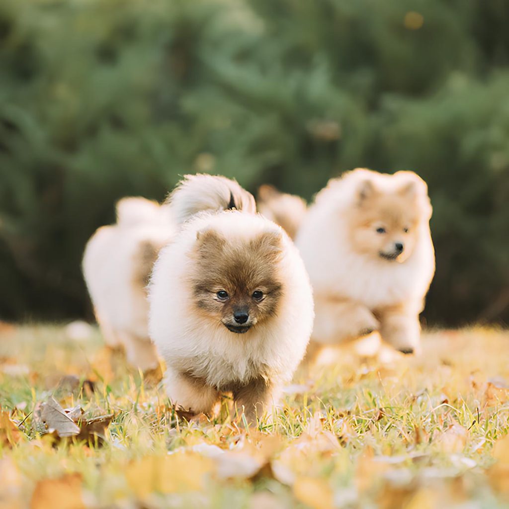 cães da raça lulu da pomerânia correndo em um gramado.