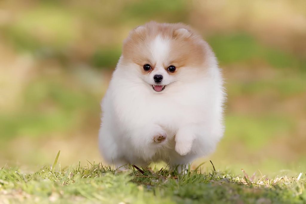 um cão da raça lulu da pomerânia correndo em um gramado.