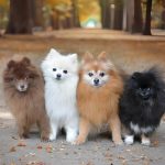 quatro cães da raça lulu da pomerânia juntos em uma rua com árvores e folhas secas no chão.