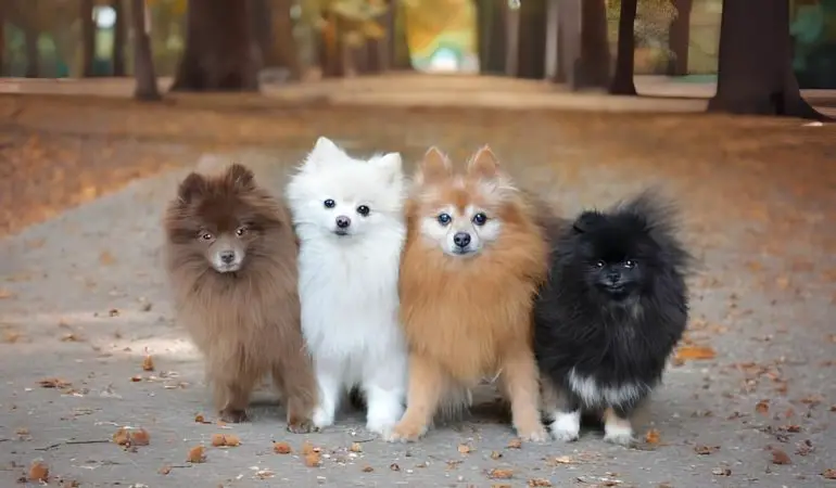 quatro cães da raça lulu da pomerânia juntos em uma rua com árvores e folhas secas no chão.