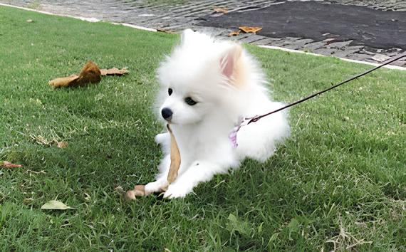 um cão da raça lulu da pomerânia em um gramado deitado descansando.