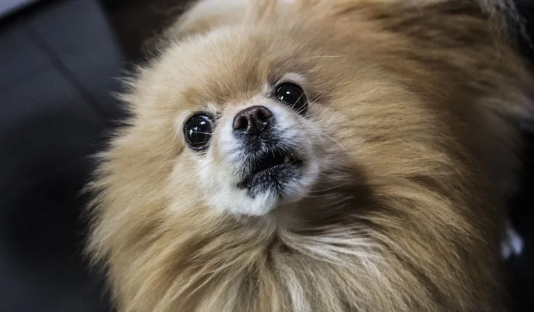 um cão idoso da raça lulu da pomerânia.
