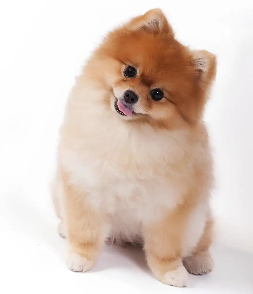 um cão da raça lulu da pomerânia.