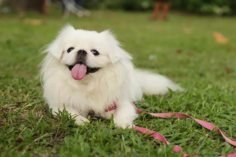 uma cão da raça lulu da pomerânia Braquicefálico deitado em um gramado descansando.