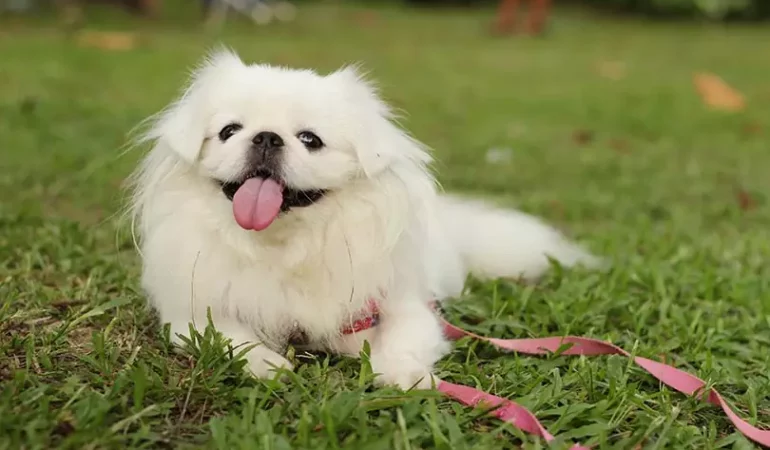 um cão da raça lulu da pomerânia Braquicefálico deitado em um gramado.