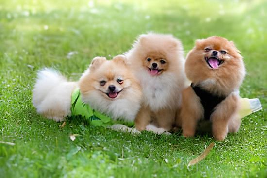 três cães da raça lulu da pomerânia em um gramado.