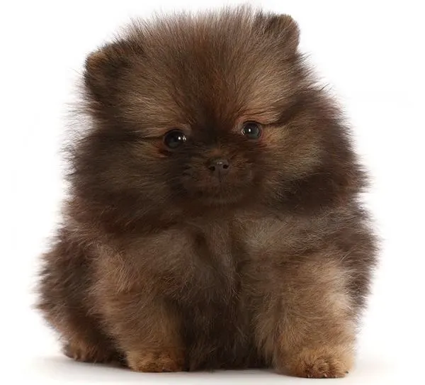 um cão da raça lulu da pomerânia.