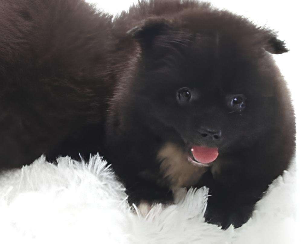 um cão da raça lulu da pomerânia mini preto.