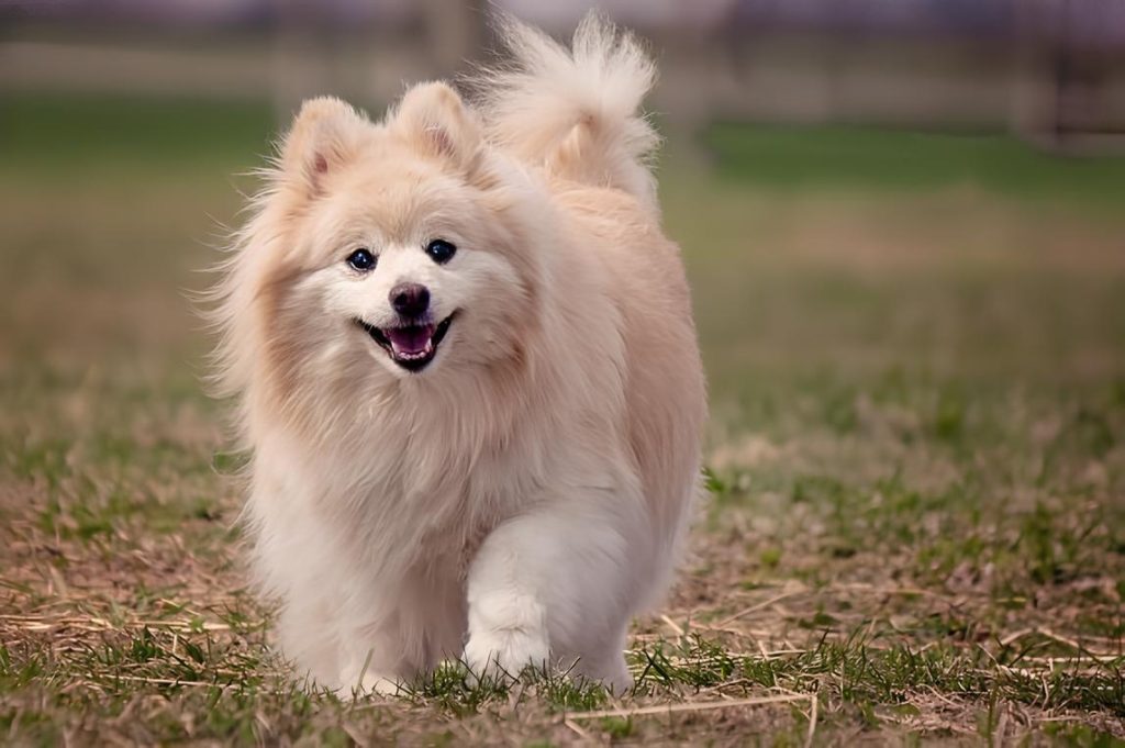 um cão da raça lulu da pomerânia em um gramado.