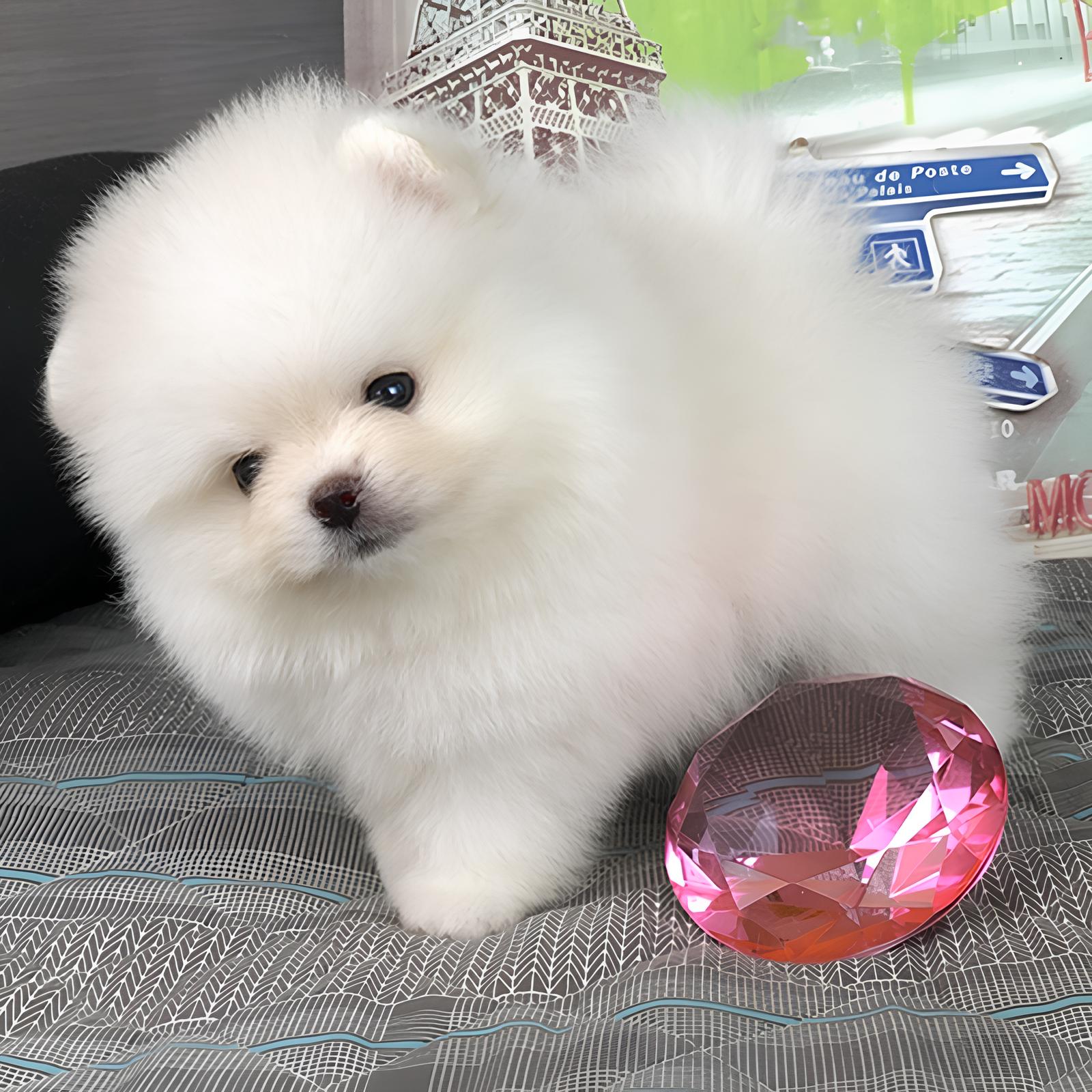 um cão da raça lulu da pomerânia mini branco