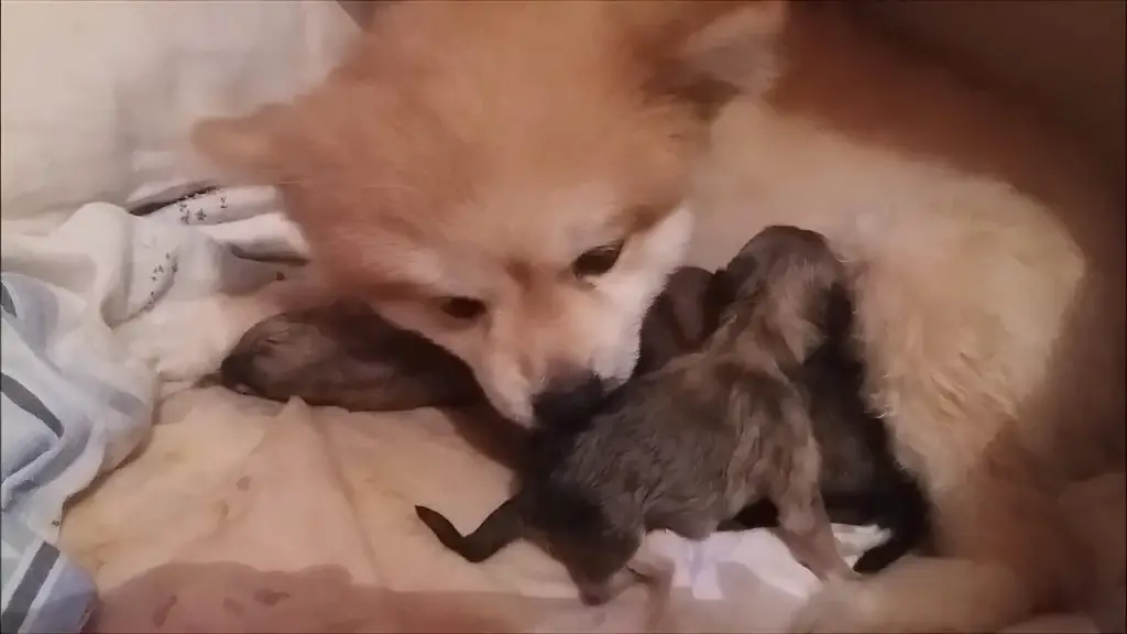 uma cadela da raça lulu da pomerânia com seus filhotes recém nascidos.
