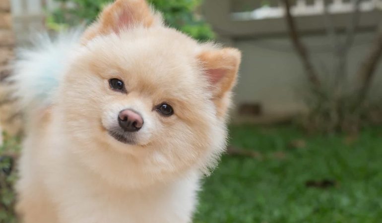 um cão da raça lulu da pomerânia na pelagem clara