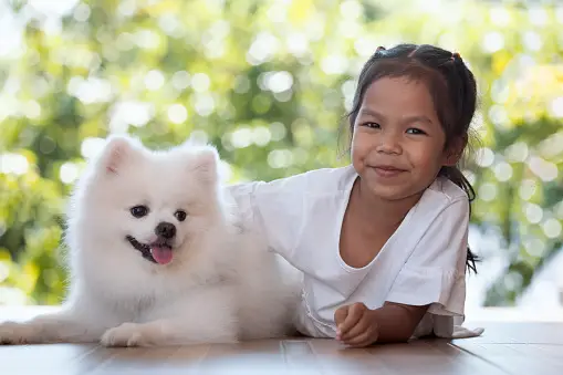 uma menica asiática junto com um cão da raça lulu da pomerânia na pelagem branca.