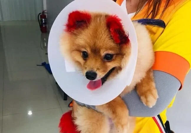 um cão da raça lulu da pomerânia com um cone na cabeça para cuidar de uma alergia na pelagem.