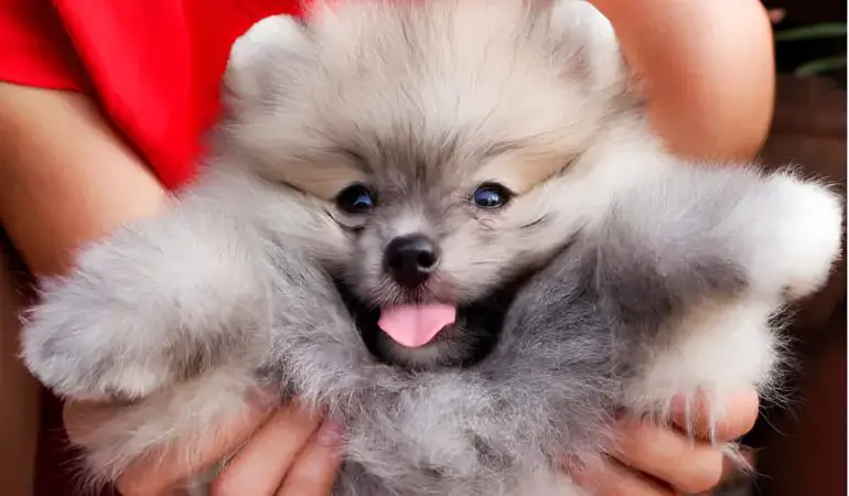 um cão da raça lulu da pomerânia na pelagem cinza sendo segurado no colo por uma pessoa.