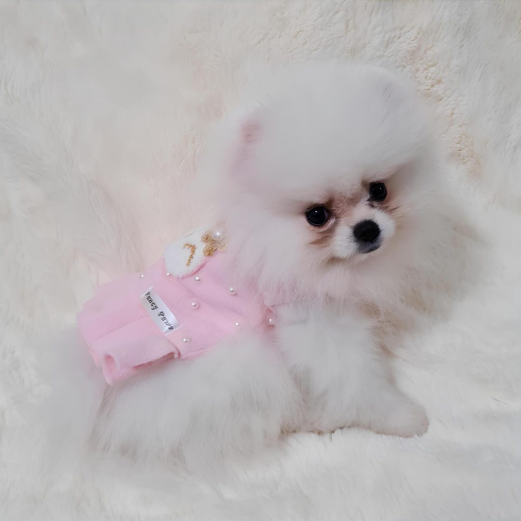 um cão da raça lulu da pomerânia com roupinha, e com problema de lágrimas ácidas.