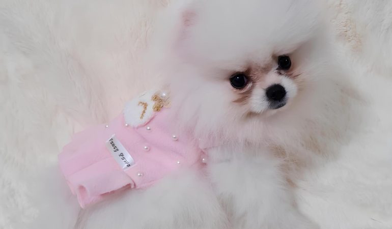 Um cão filhote da raça lulu da pomerânia na pelagem branca com problema de lágrimas ácidas.