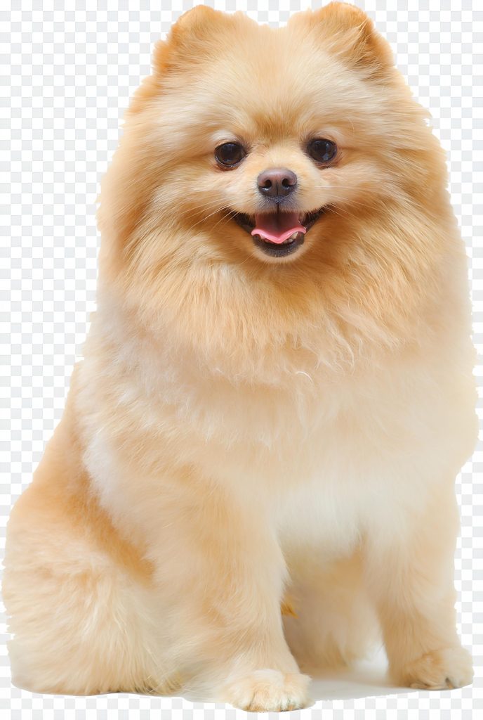 um cão da raça lulu da pomerânia com língua.