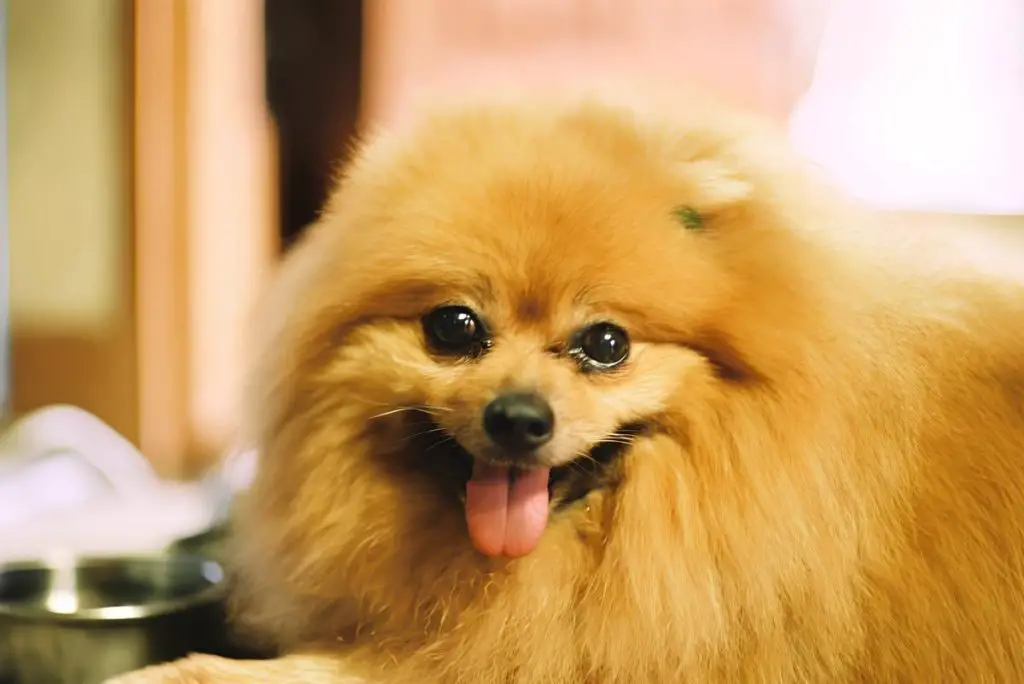 um cão da raça lulu da pomerânia mostrando a língua.