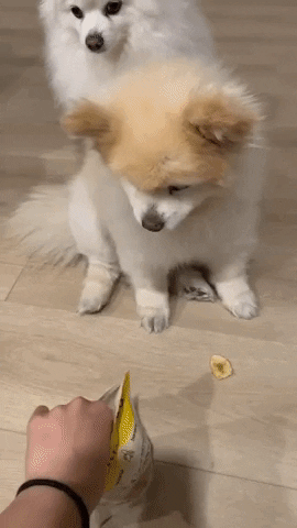 dois cães da raça lulu da pomerânia recebendo comida de uma pessoa.