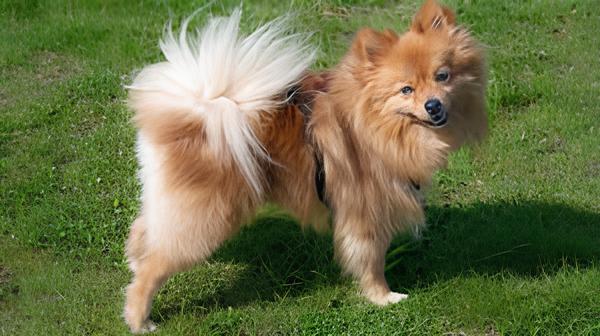 um cão da raça lulu d apomerânia em um gramado no dia de sol.