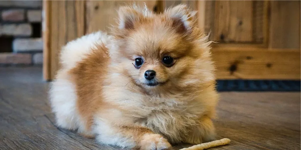 um cão da raça lulu da pomerânia deitado no chão.