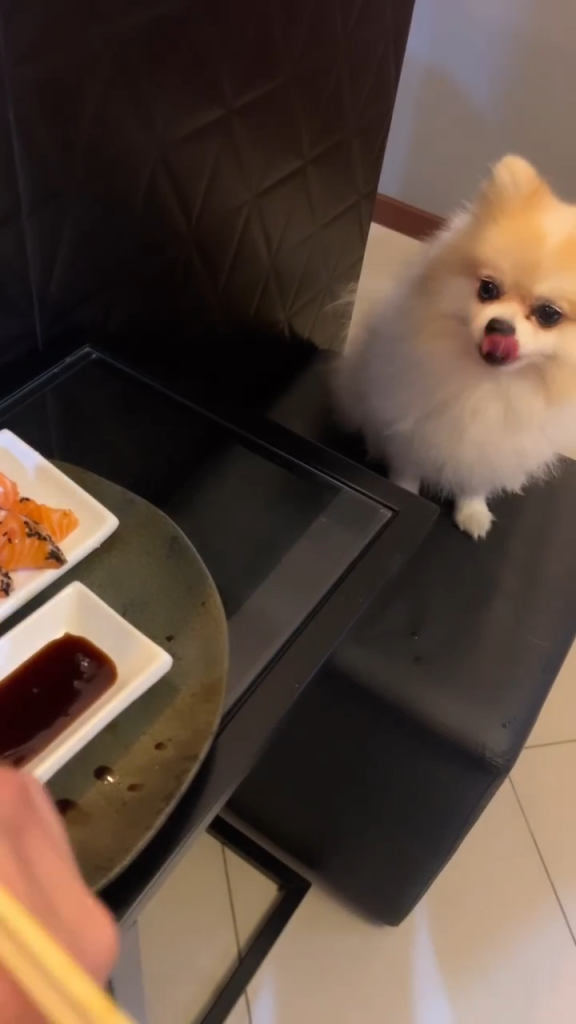 um cão da raça lulu da pomerânia sentado em uma cadeira, em frente a pratos de sushis.