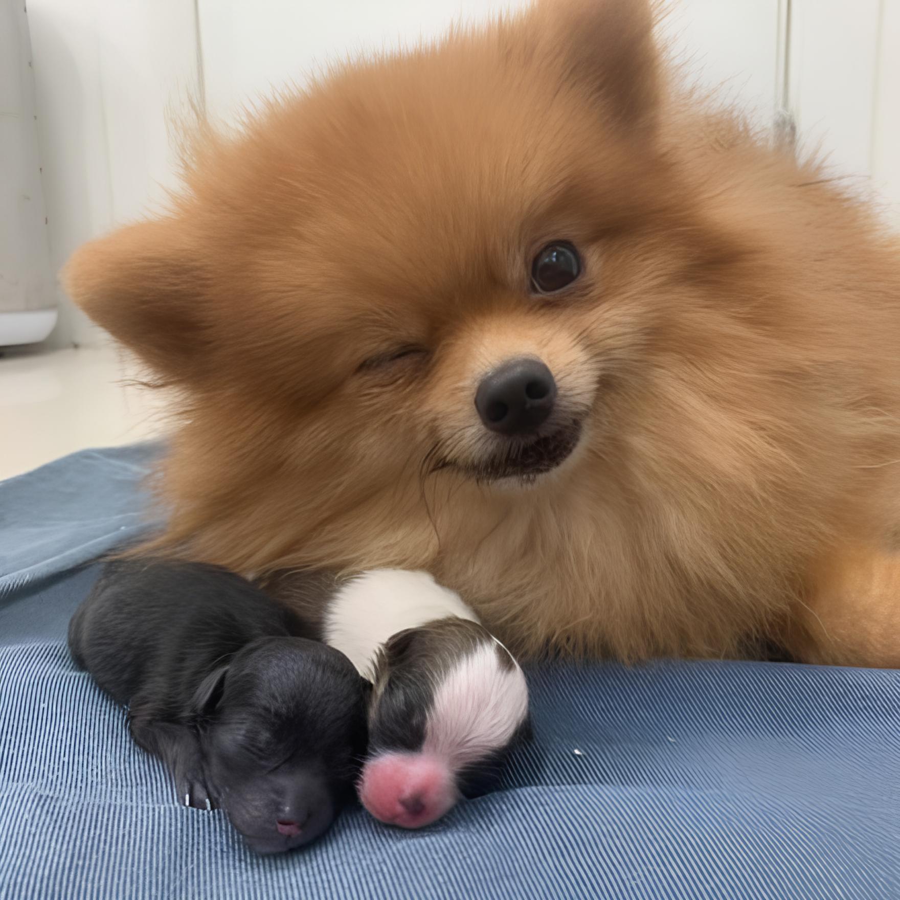 uma cadela da raça lulu da pomerânia com seus filhotes recém nascidos.