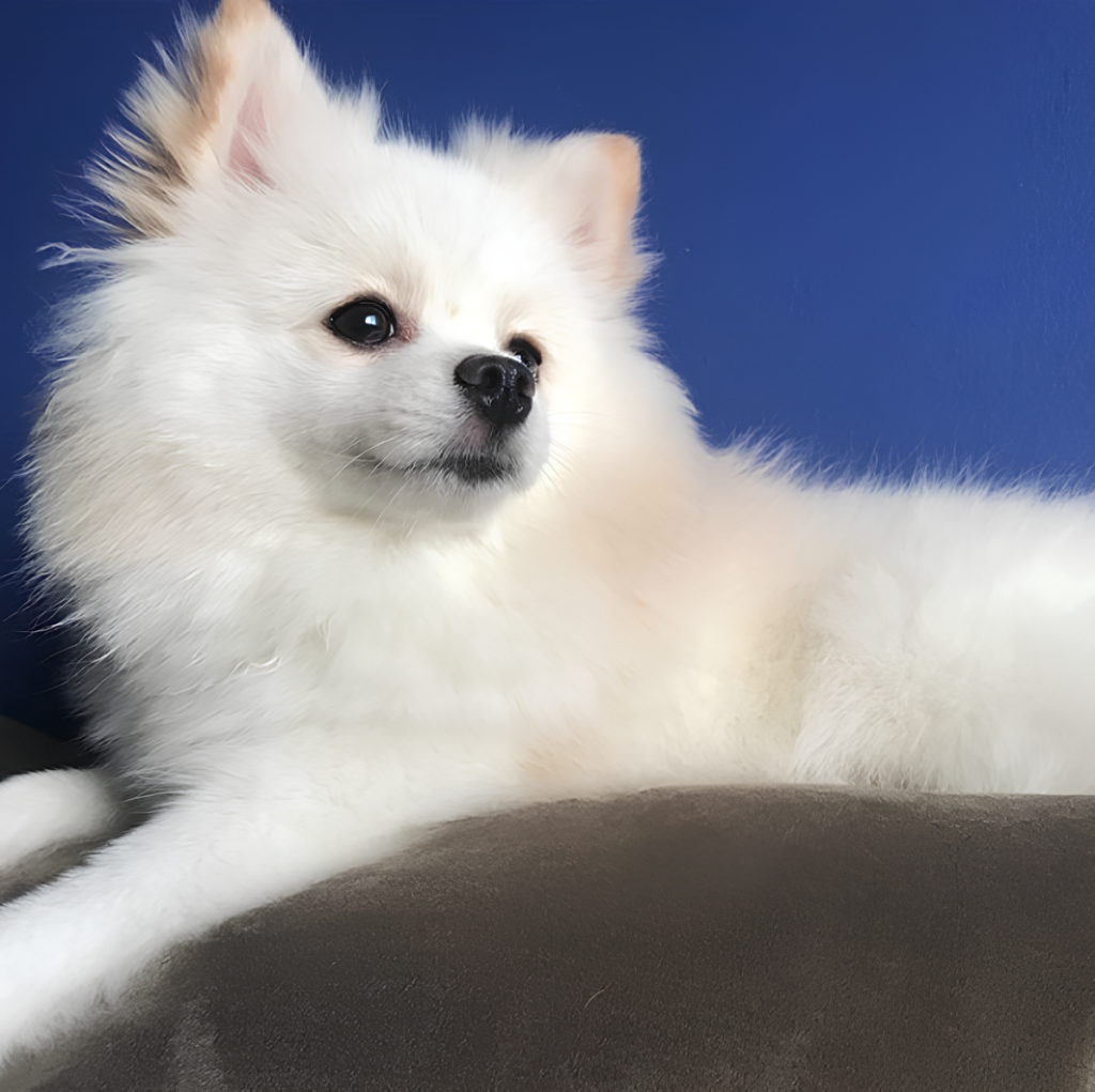 um cão da raça lulu da pomerânia na pelagem branca deitado em um almofada na cor cinza.