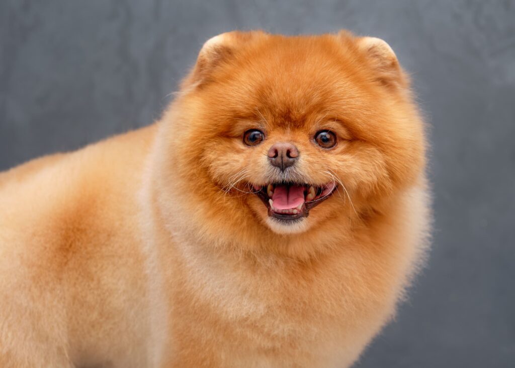 um cão da raça lulu da pomerânia na pelagem laranjada com a língua de fora.