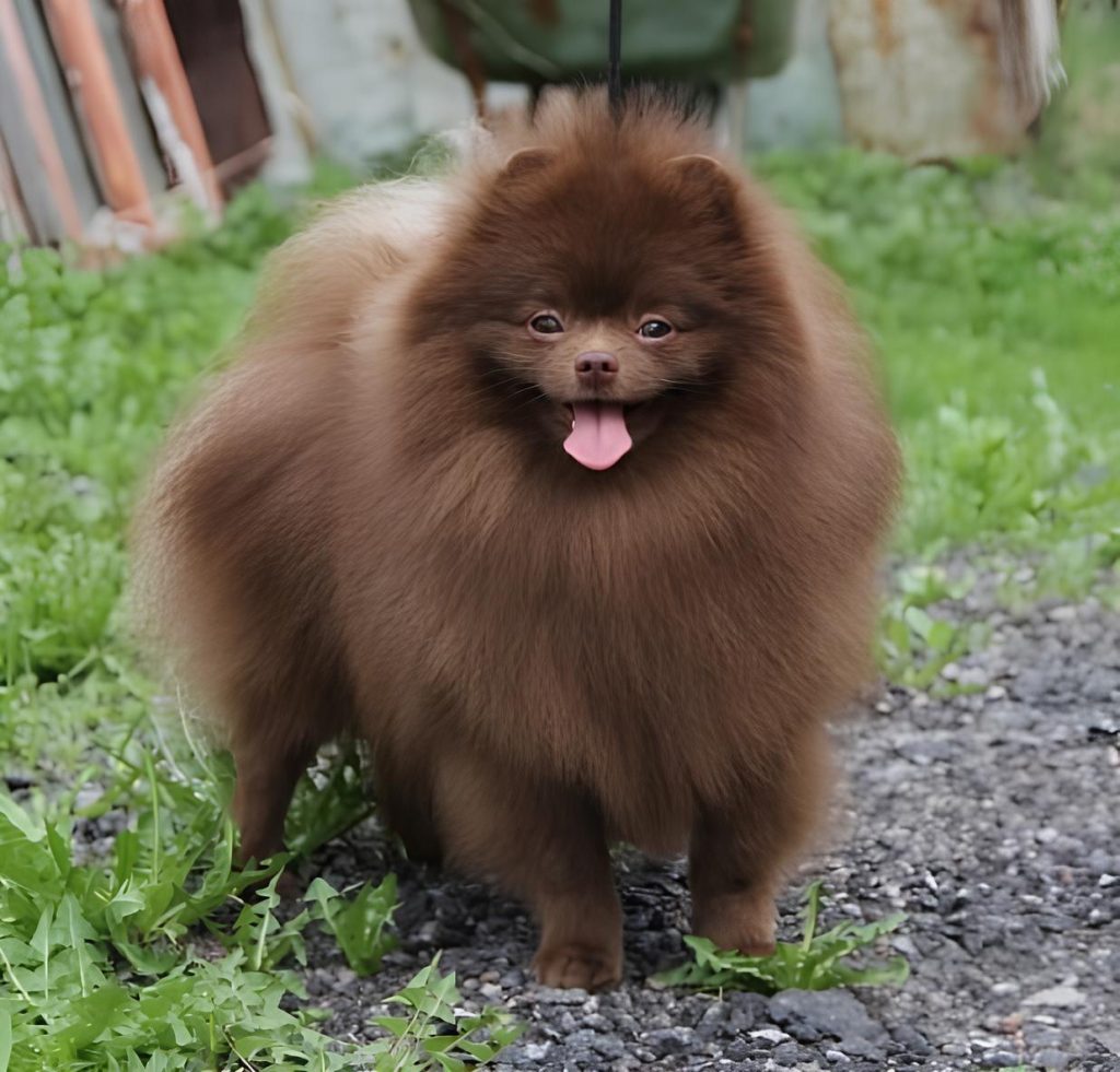 um cão da raça lulu da pomerânia na pelagem chocolate em um gramado.