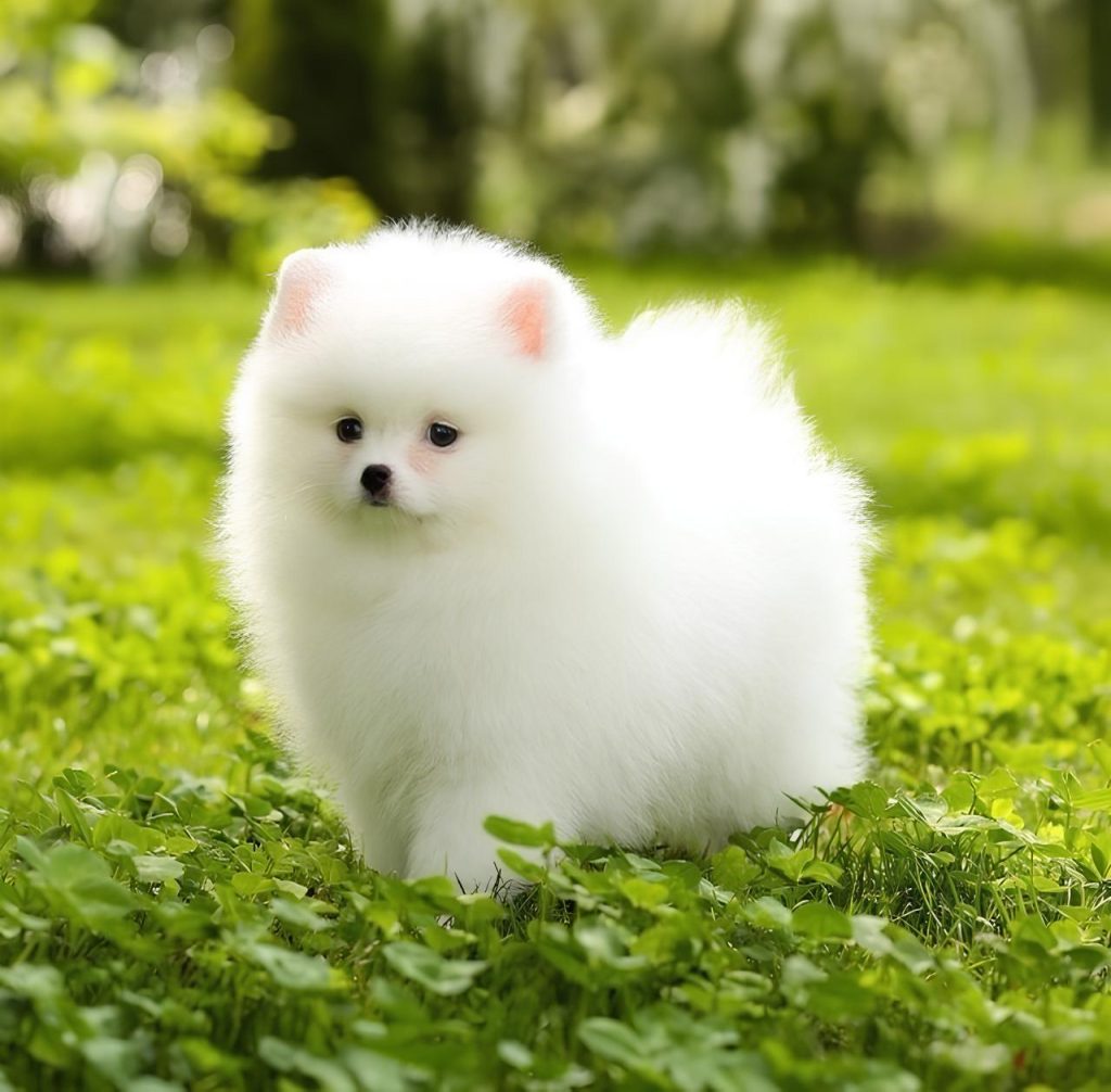 um cão da raça lulu da pomerânia filhote com pelagem branca em um gramado.