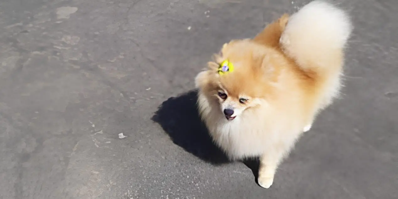 um cão da raça lulu da pomerânia andando em um asfalto.