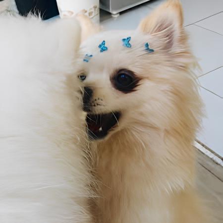 um cão da raça lulu da pomerânia com problemas de lágrimas ácidas