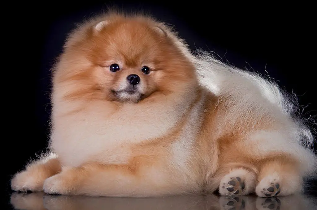 um cão da raça lulu da pomerânia deitado.