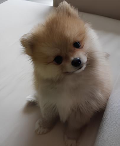 um cão da raça lulu da pomerânia.