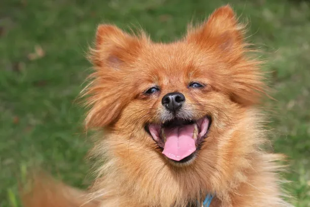um cão da raça lulu da pomerânia na pelagem laranjada.