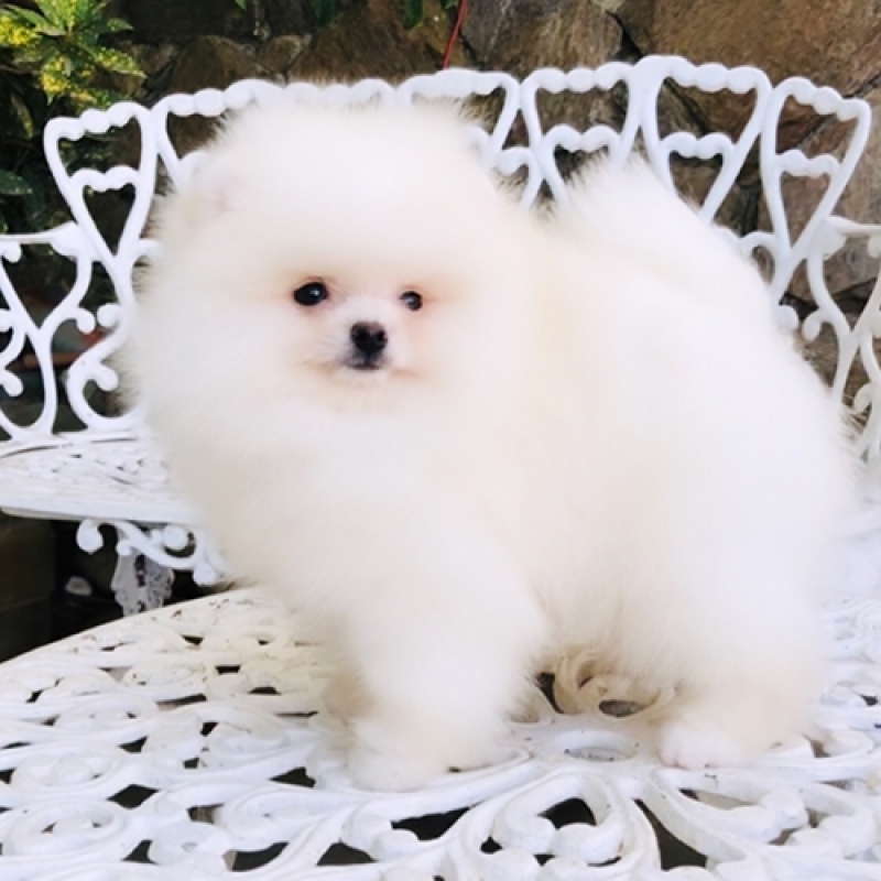 um cão da raça lulu da pomerânia mini branco em cima de uma cadeira.
