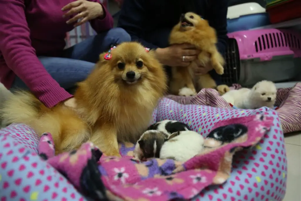 um cadela da raça lulu da pomerânia com seus filhotes recem nascidos e uma pessoa ao lado.