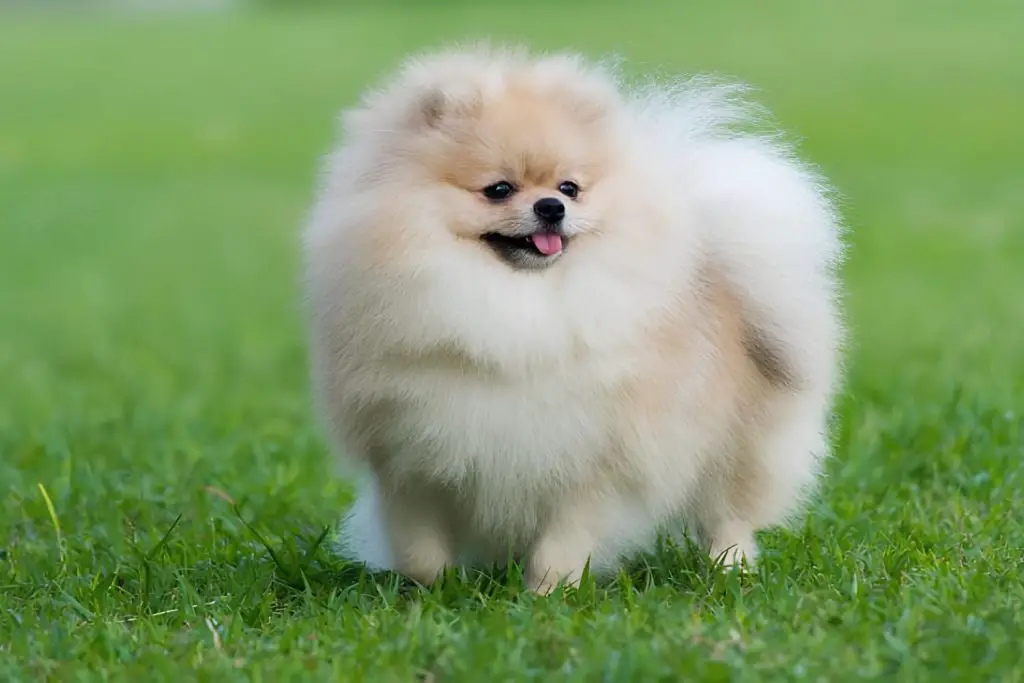 um cão da raça lulu da pomerânia Braquicefálico com braquioem um gramado.