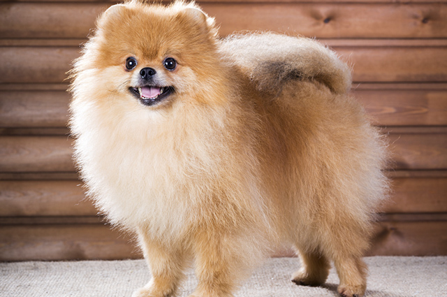 um cão da raça lulu da pomerânia.