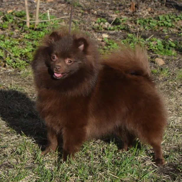 um cão da raça lulu da pomerânia na pelagem marrom.